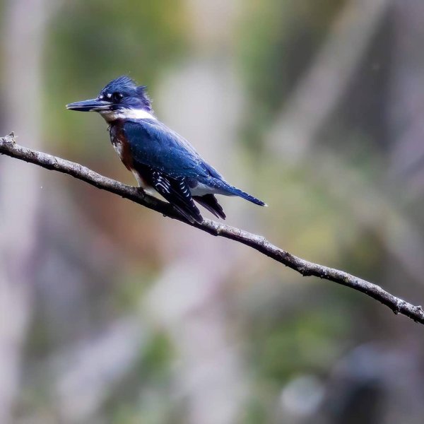 A Kingfisher in Green Timbers Urban Park in Surrey BC